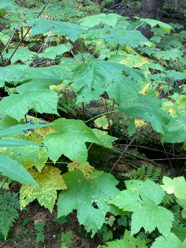 thimbleberry