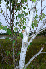 Betula papyrifera, photograph (c) Nathan Aaron, some rights reserved (CC BY)