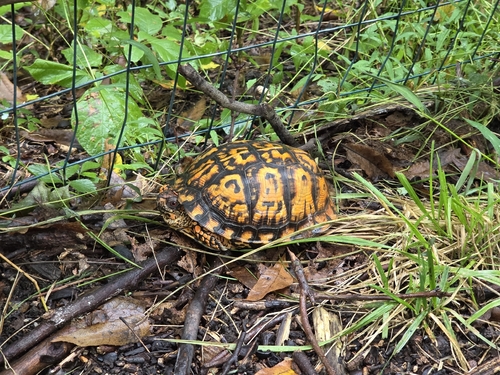 Eastern Box Turtle