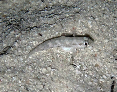 Gnatholepis anjerensis observed 2026-09-20