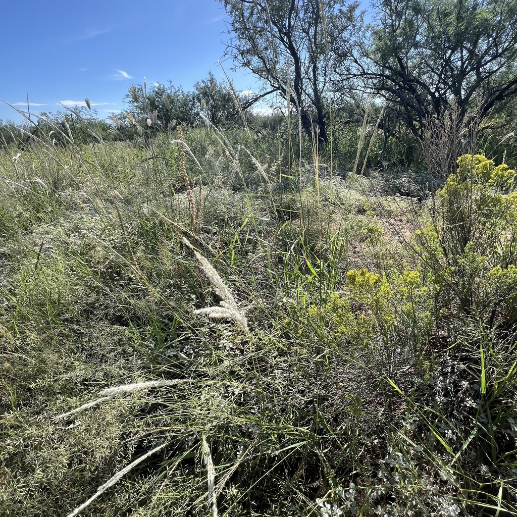 Digitaria californica; photograph (c) Mark Pollock, some rights reserved (CC BY)