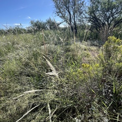 Digitaria californica