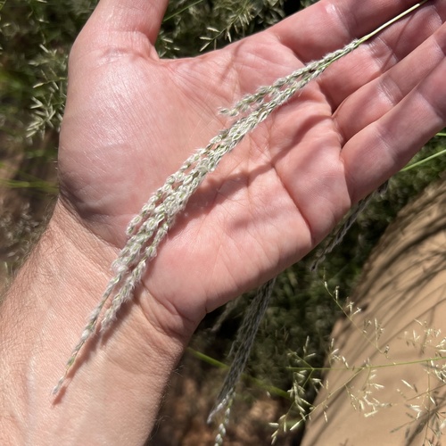 Digitaria californica, photograph 1