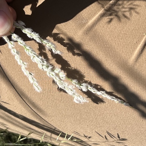 Digitaria californica, photograph 3