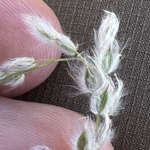 Digitaria californica, photograph 4