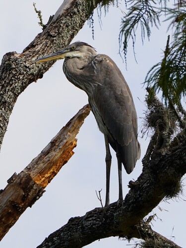 Great Blue Heron