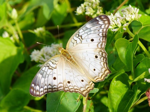 White Peacock