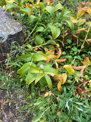 Veratrum viride, photograph (c) Oliver Stringham, some rights reserved (CC BY)