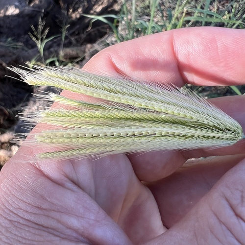 Chloris virgata, photograph 3