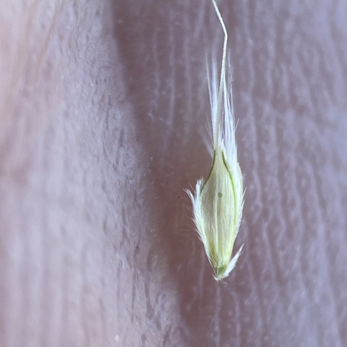 Chloris virgata, photograph 5