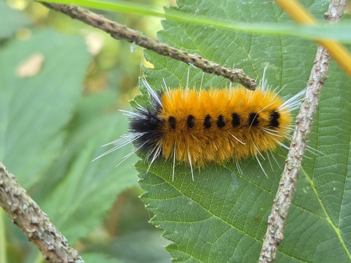 Spotted Tussock Moth