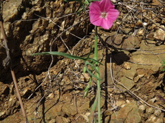 Convolvulus chilensis