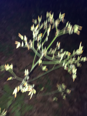 Lactuca canadensis