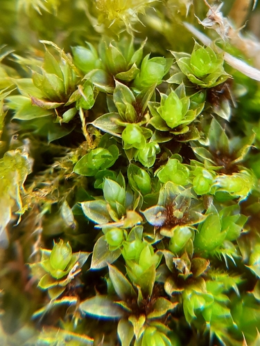 Syed's Thread-moss