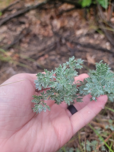 Dalea villosa, photograph 3
