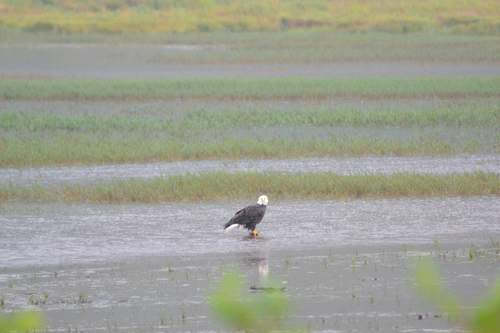Bald Eagle