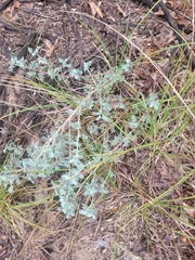 Dalea villosa, photograph (c) Logan, some rights reserved (CC BY)