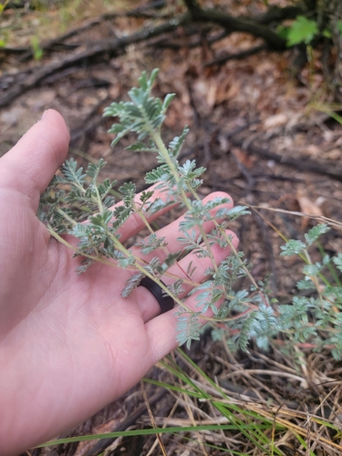 Dalea villosa, photograph 5