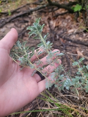 Dalea villosa, photograph (c) Logan, some rights reserved (CC BY)
