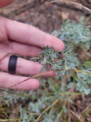 Dalea villosa, photograph (c) Logan, some rights reserved (CC BY)