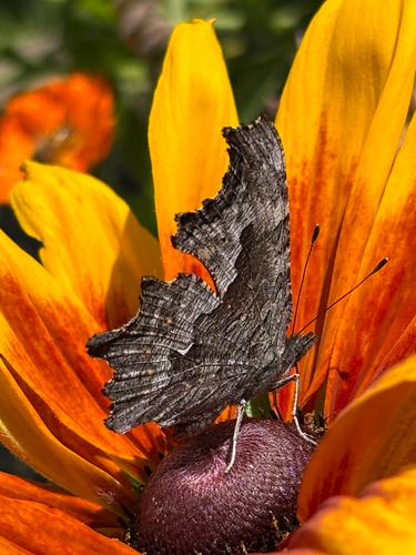 Hoary Comma