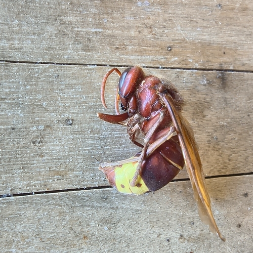 Oriental Hornet