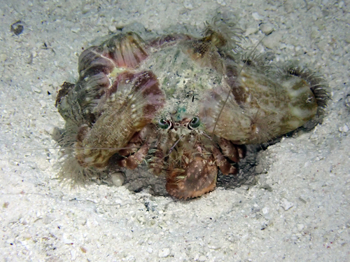 Dardanus gemmatus observed 2026-09-20