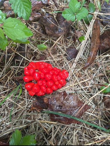 Jack-in-the-Pulpit
