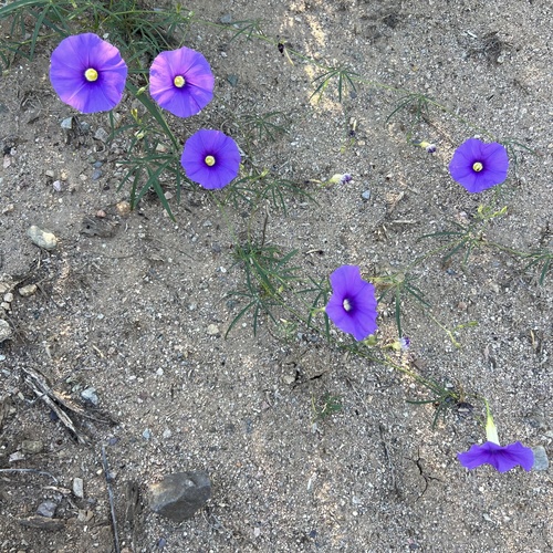 Ipomoea ternifolia