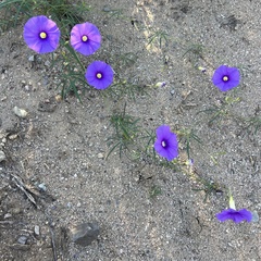 Ipomoea ternifolia