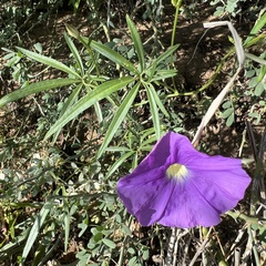 Ipomoea ternifolia, photograph (c) Mark Pollock, some rights reserved (CC BY)