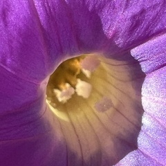 Ipomoea ternifolia, photograph (c) Mark Pollock, some rights reserved (CC BY)