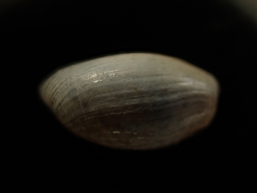 Bulla striata, 2026-09-20