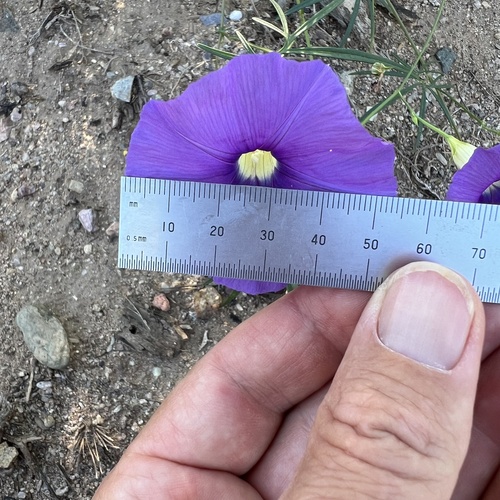 Ipomoea ternifolia, photograph 6
