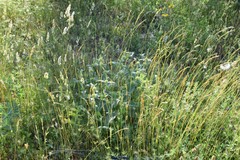 Polygala monspeliaca