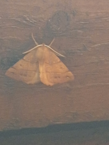 Feathered Thorn