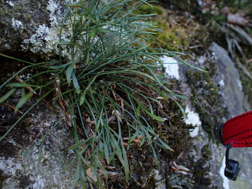 northern spleenwort