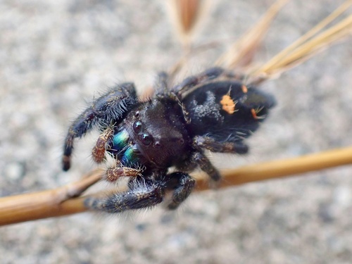 Bold Jumping Spider
