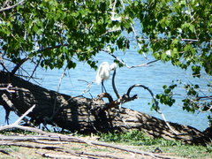 Egretta thula
