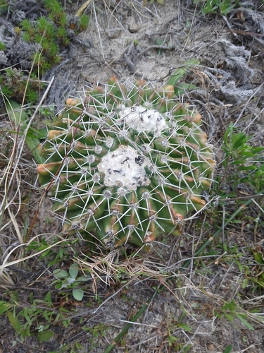 Parodia erinaceus