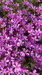 Phlox subulata