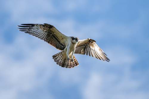 Eurasian Osprey