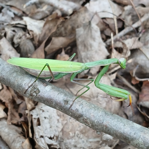 European Mantis