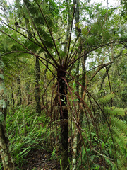 Cyatheaceae