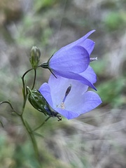Campanula petiolata, photograph (c) Mark Pollock, some rights reserved (CC BY)
