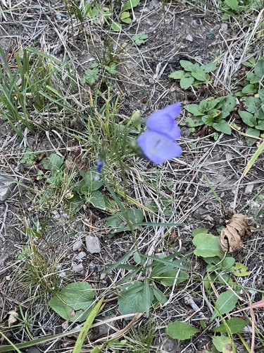 Campanula petiolata, photograph 6