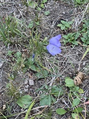 Campanula petiolata, photograph (c) Mark Pollock, some rights reserved (CC BY)