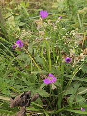 Geranium sylvaticum, photograph author not stated, no rights reserved