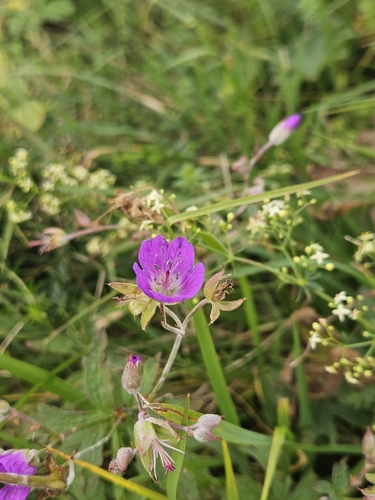 Geranium sylvaticum, photograph 6