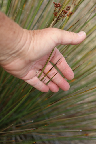 Juncus acutus, photograph 6